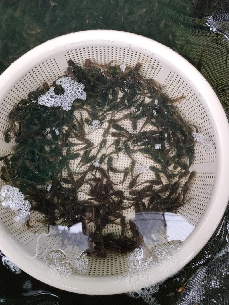 优质淡水黄骨鱼苗黄丫鱼苗黄辣丁鱼苗黄颡鱼苗