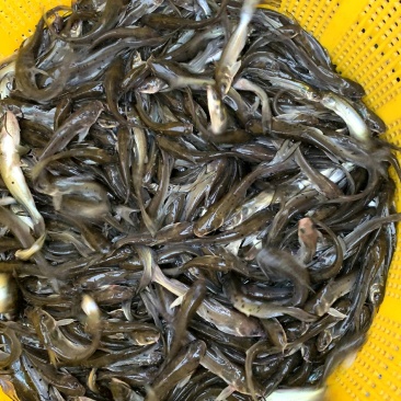 斑点叉尾鮰鱼钳鱼苗叉尾鱼苗规格多欢迎来电咨询
