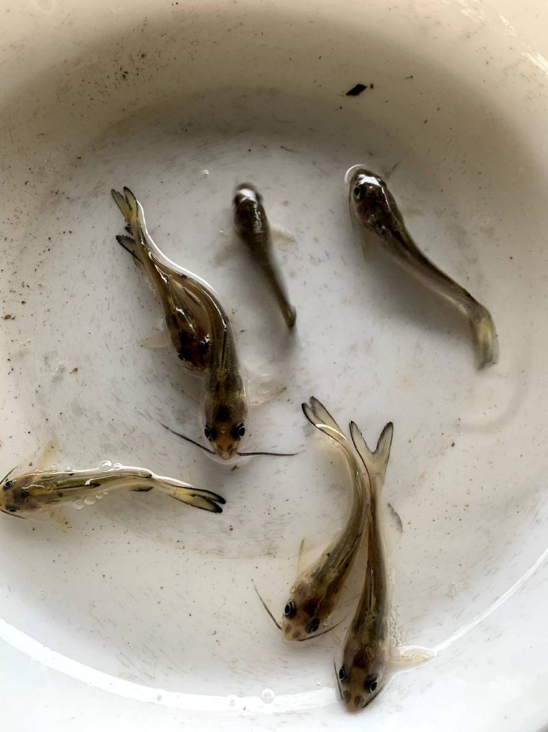 斑点叉尾鮰鱼钳鱼苗叉尾鱼苗规格多欢迎来电咨询