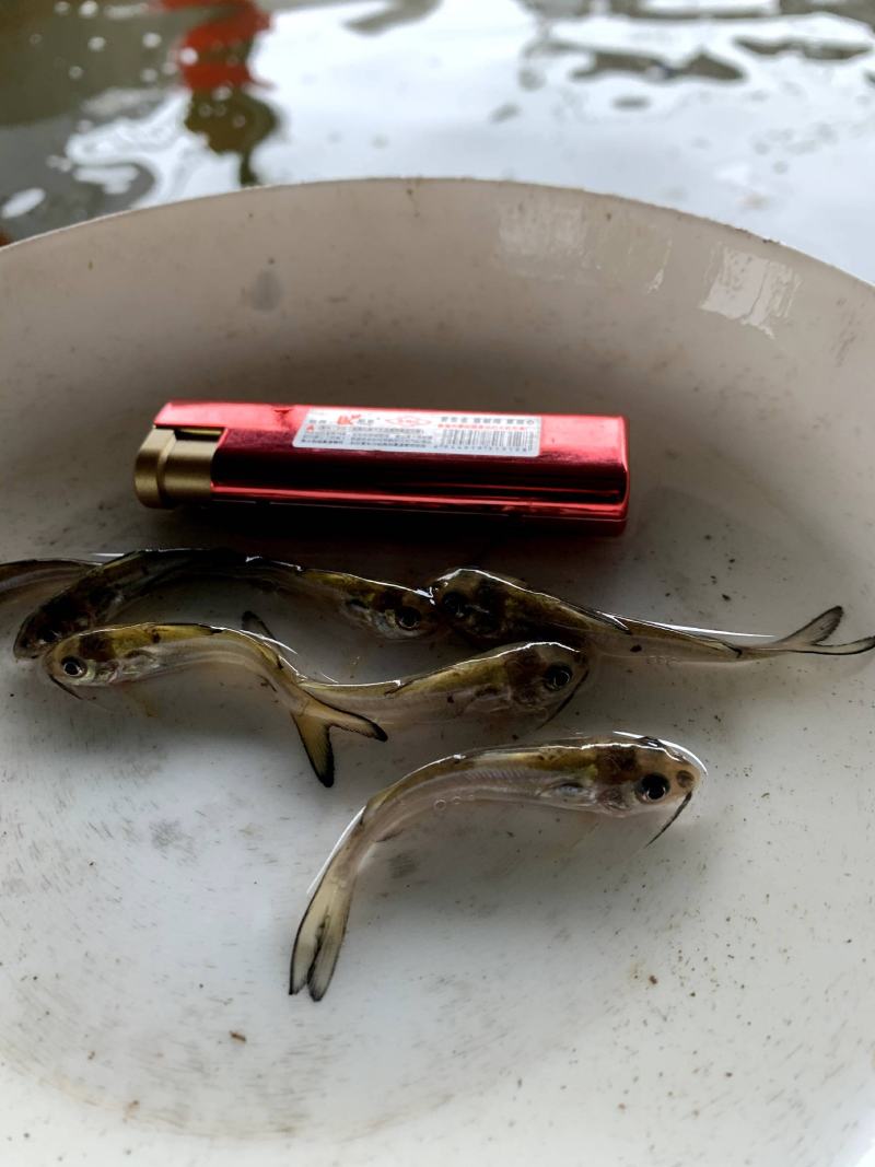 斑点叉尾鮰鱼钳鱼苗叉尾鱼苗规格多欢迎来电咨询