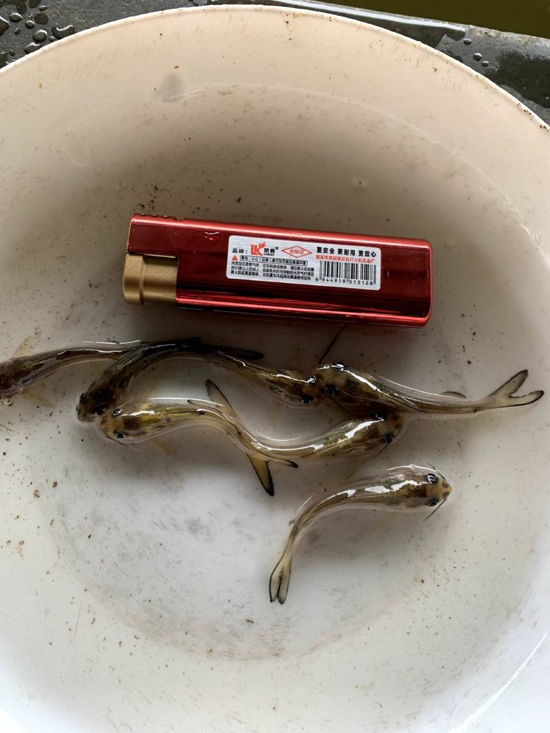 斑点叉尾鮰鱼钳鱼苗叉尾鱼苗规格多欢迎来电咨询