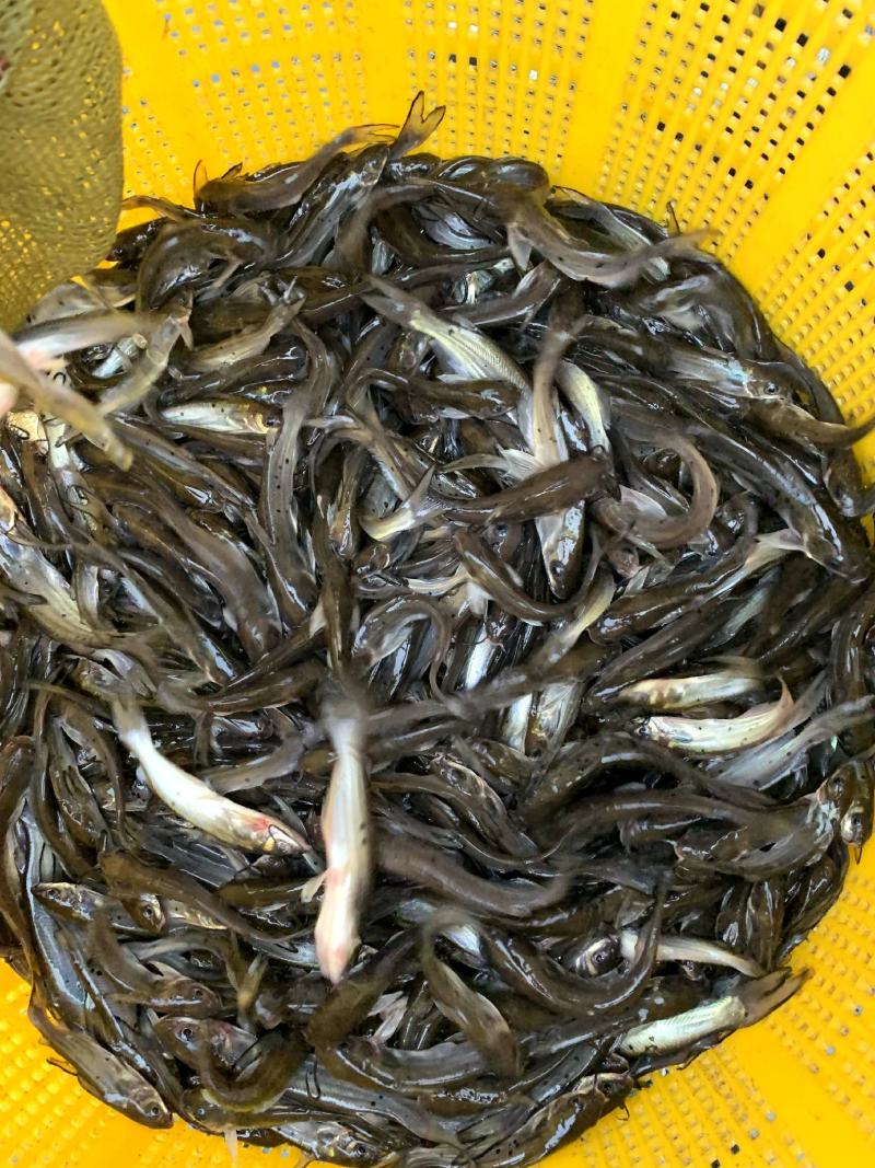斑点叉尾鮰鱼钳鱼苗叉尾鱼苗规格多欢迎来电咨询