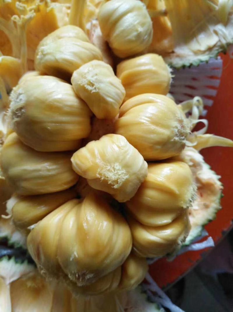 越南现摘迷你菠萝蜜榴莲蜜尖蜜拉质量保证甜糯果园直发