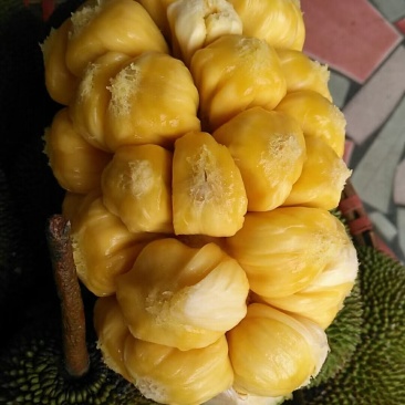 越南现摘迷你菠萝蜜榴莲蜜尖蜜拉质量保证甜糯果园直发