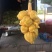 越南现摘迷你菠萝蜜榴莲蜜尖蜜拉质量保证甜糯果园直发