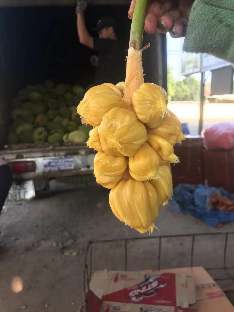 越南现摘迷你菠萝蜜榴莲蜜尖蜜拉质量保证甜糯果园直发