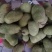 越南现摘迷你菠萝蜜榴莲蜜尖蜜拉质量保证甜糯果园直发