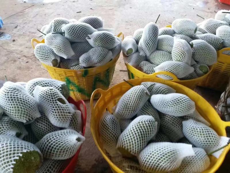 越南现摘迷你菠萝蜜榴莲蜜尖蜜拉质量保证甜糯果园直发