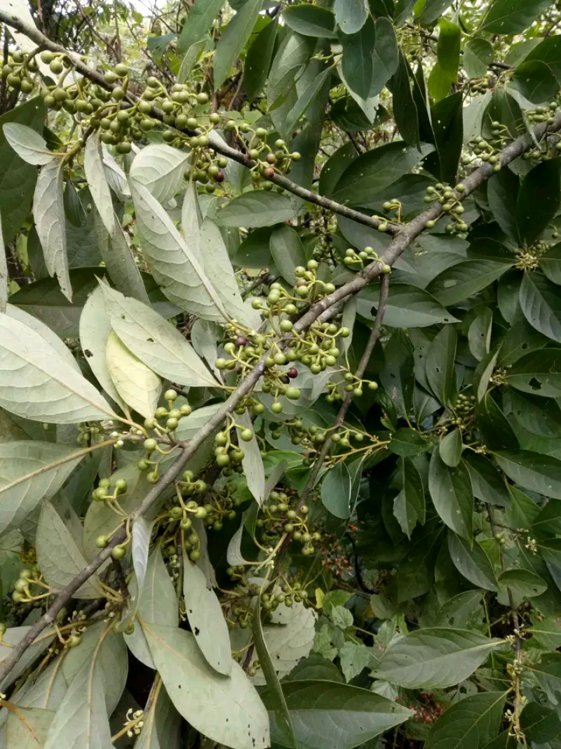 木姜子树苗山胡椒树苗香料树