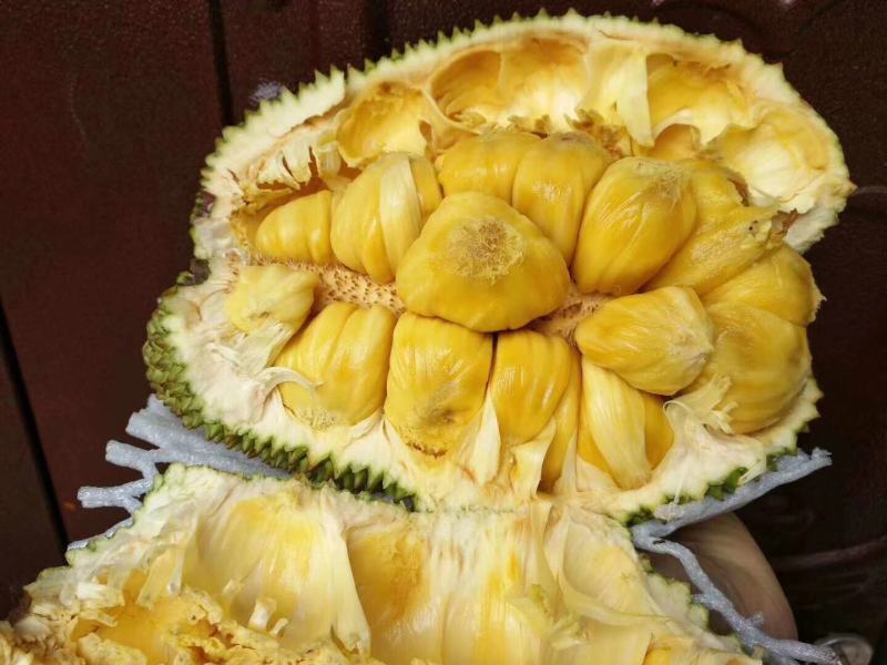 越南现摘迷你菠萝蜜榴莲蜜尖蜜拉质量保证甜糯果园直发