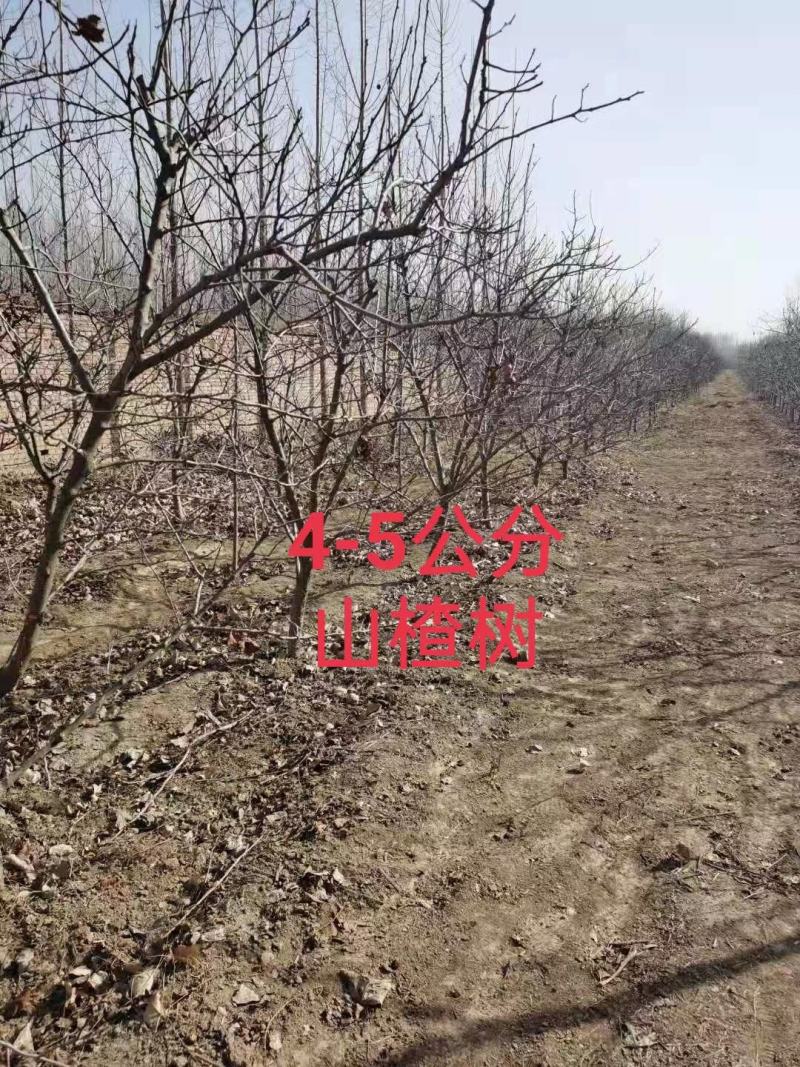 出售精品山楂树柿子树