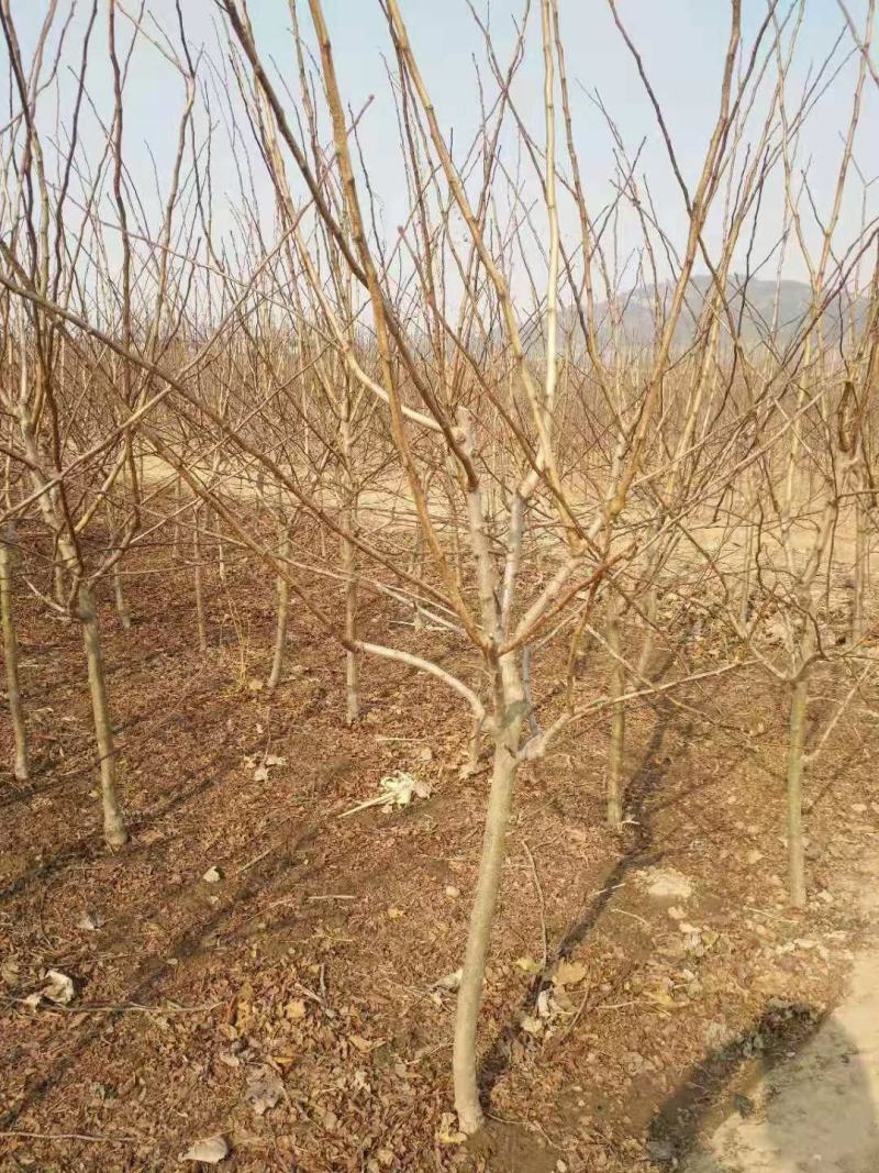 出售精品山楂树柿子树