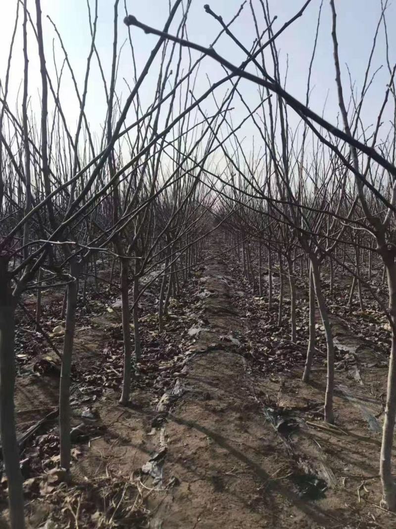 出售精品山楂树柿子树