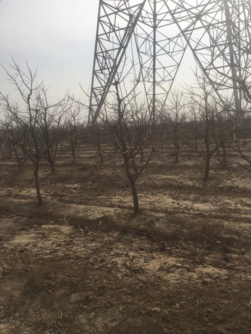 出售精品山楂树柿子树