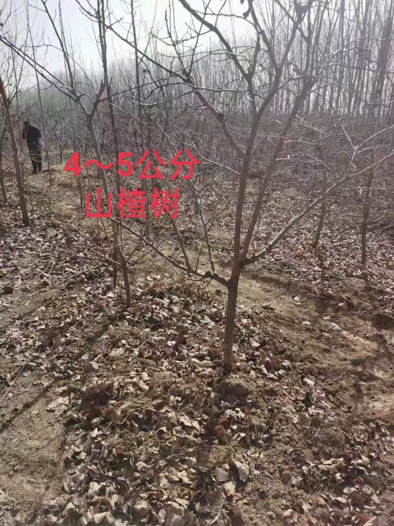 出售精品山楂树柿子树