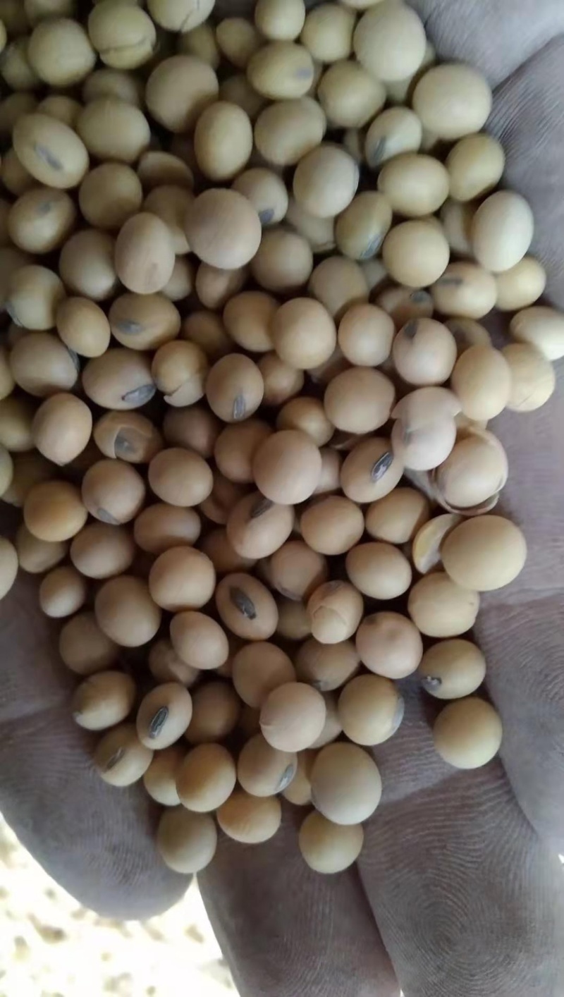热销进口精品集装箱美湾，高质量高品质，速来订购哦！