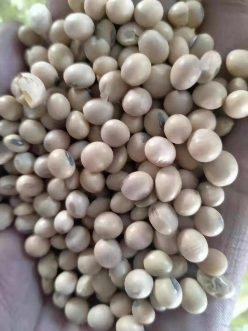 热销进口精品集装箱美湾，高质量高品质，速来订购哦！