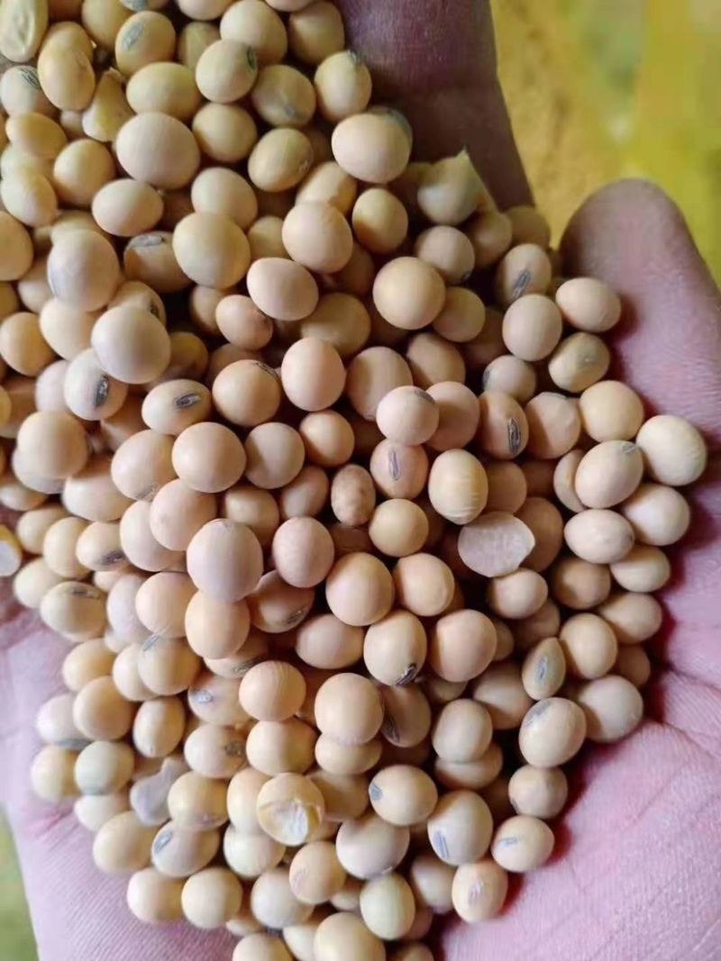 热销进口精品集装箱美湾，高质量高品质，速来订购哦！