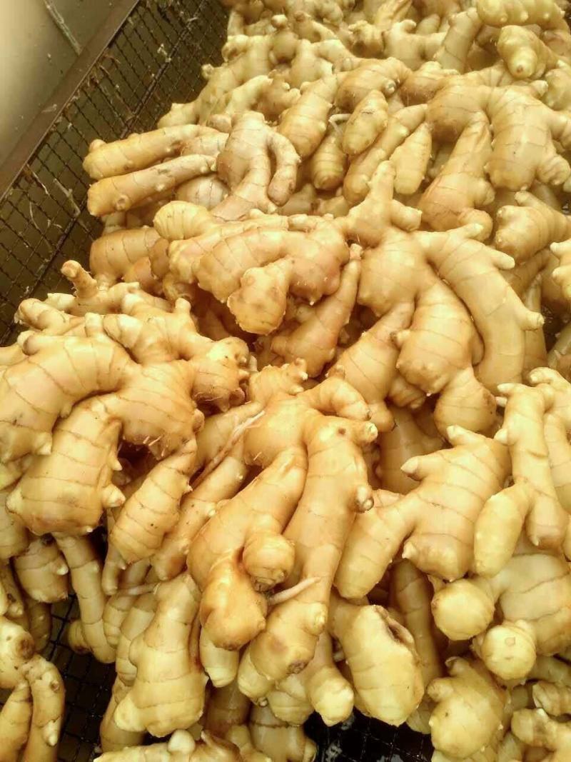 【优选生姜】生姜种植地批发老姜黄姜一手货源