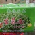 河北坝上草原苦荞面（速食面）非油炸下单就包邮
