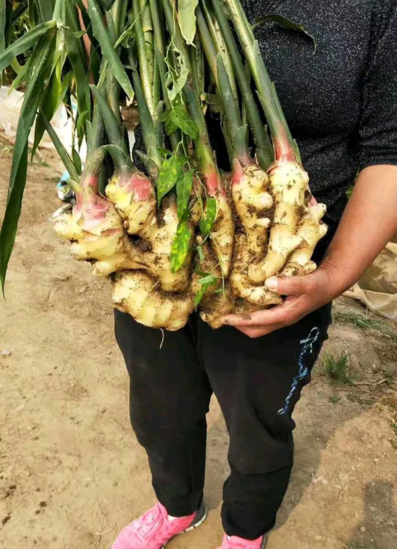 【优选生姜】黄姜生姜产地批发老姜一手货源价格公道