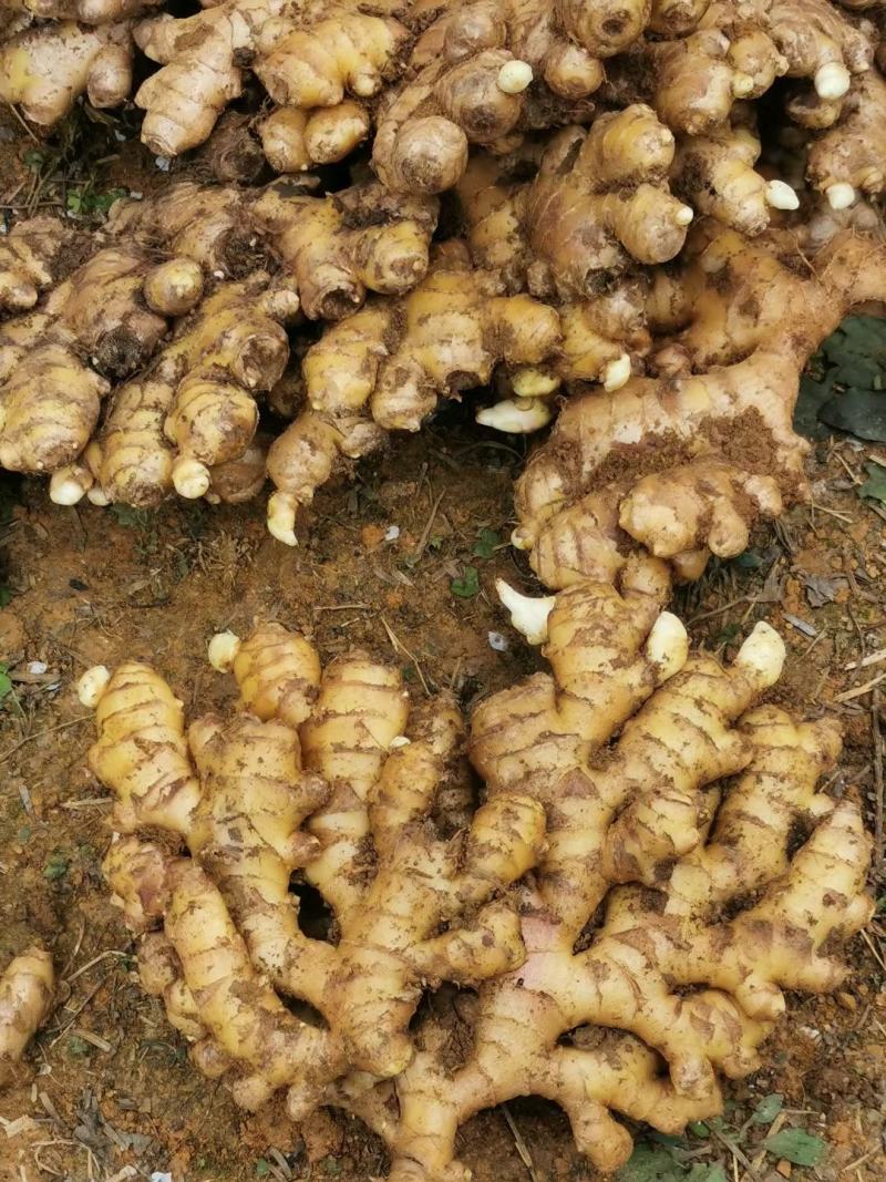 无泥小黄姜产地一手货源大量供应价格便宜支持全国发货