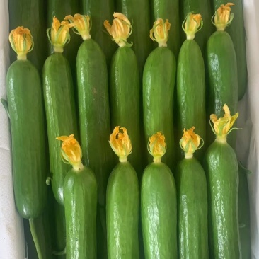 精品荷兰小黄瓜量大从优