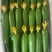 精品荷兰小黄瓜量大从优