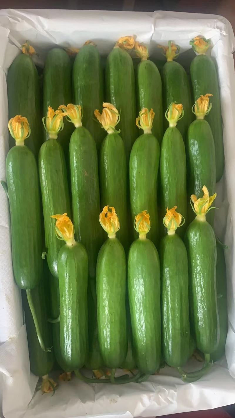 精品荷兰小黄瓜量大从优