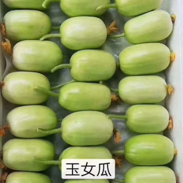 精品玉女小黄瓜量大从优