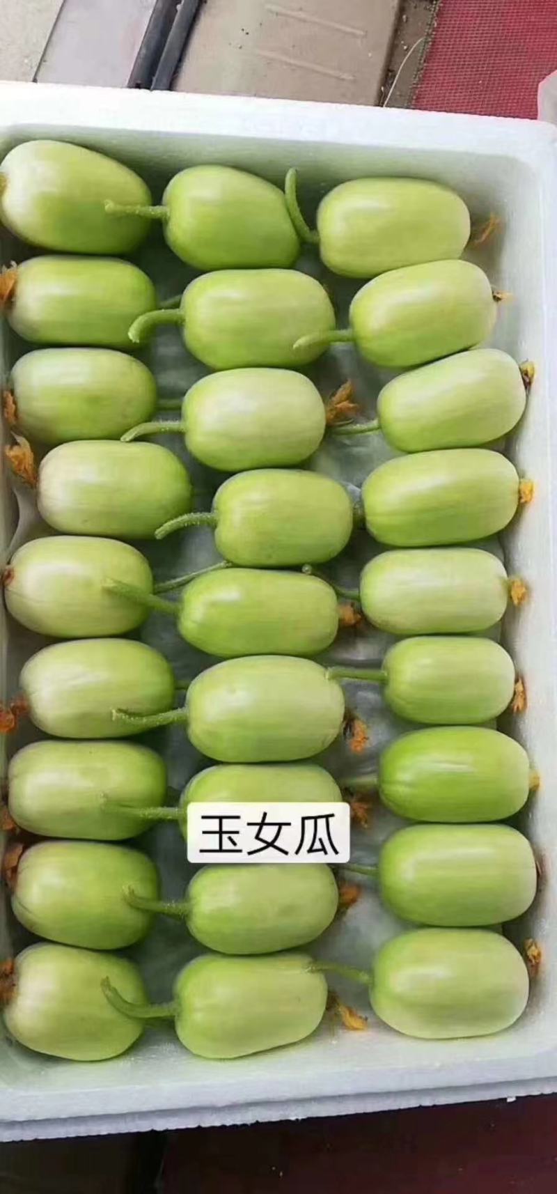 精品玉女小黄瓜量大从优
