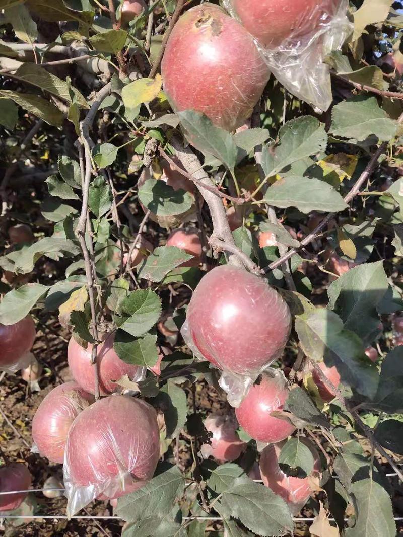 【优选苹果】红富士批发山东苹果产地一手货源脆甜