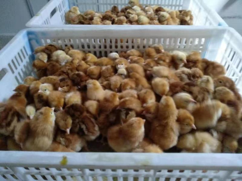 海兰褐出壳蛋鸡苗！脱温苗！出壳苗，脱温苗
