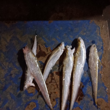 冰箱毛刀，货到付款，非诚勿扰