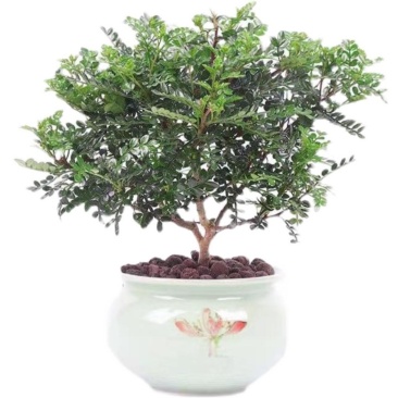 驱蚊驱虫清香木盆栽绿植植物室内四季常青净化空气盆景驱蚊草