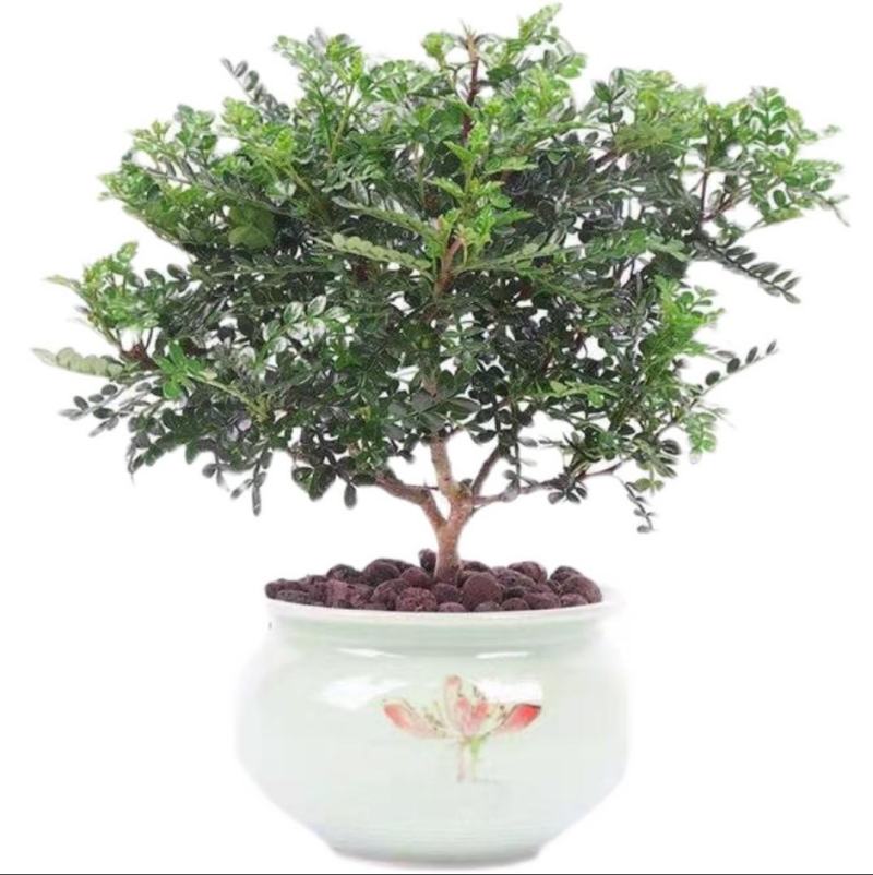 驱蚊驱虫清香木盆栽绿植植物室内四季常青净化空气盆景驱蚊草