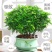 驱蚊驱虫清香木盆栽绿植植物室内四季常青净化空气盆景驱蚊草