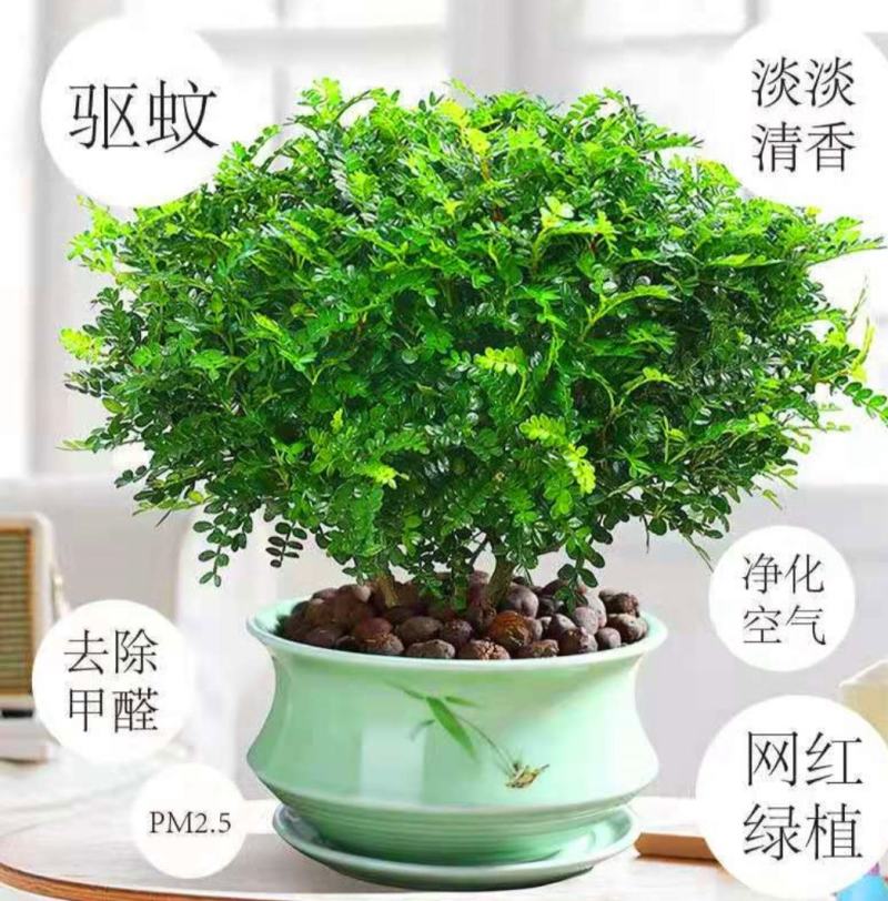 驱蚊驱虫清香木盆栽绿植植物室内四季常青净化空气盆景驱蚊草