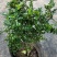 驱蚊驱虫清香木盆栽绿植植物室内四季常青净化空气盆景驱蚊草