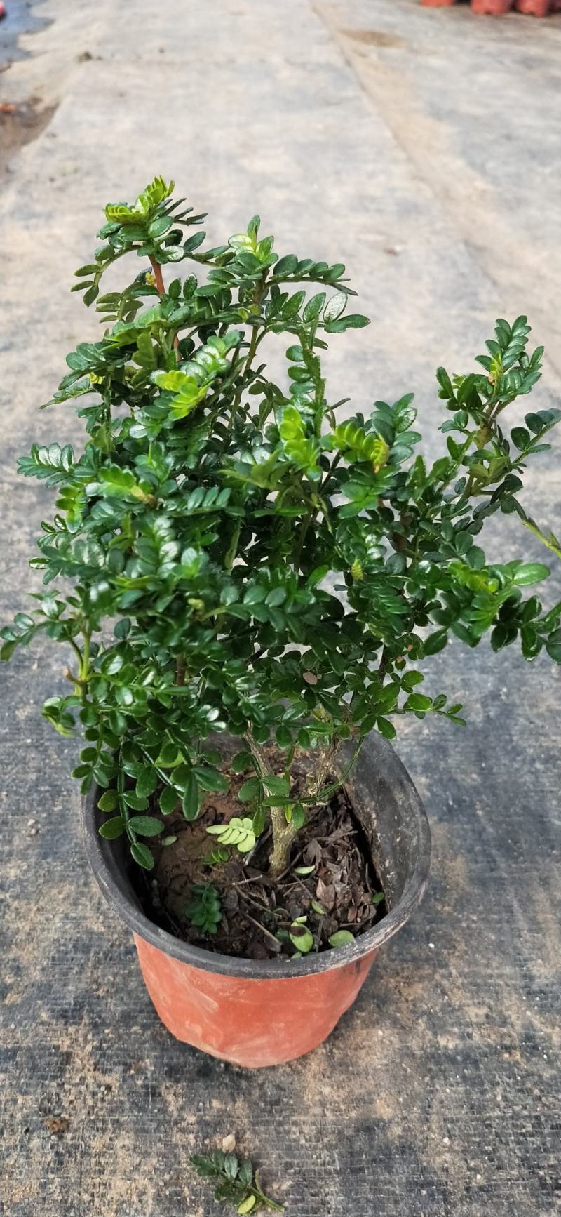 驱蚊驱虫清香木盆栽绿植植物室内四季常青净化空气盆景驱蚊草