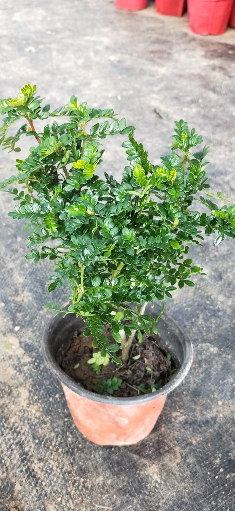 驱蚊驱虫清香木盆栽绿植植物室内四季常青净化空气盆景驱蚊草