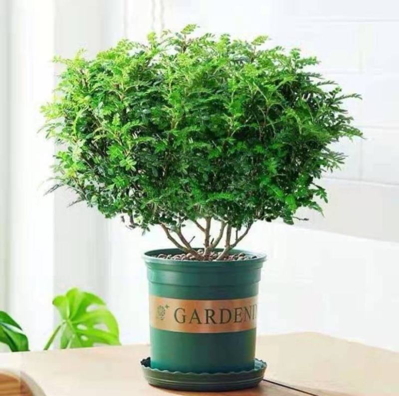 驱蚊驱虫清香木盆栽绿植植物室内四季常青净化空气盆景驱蚊草