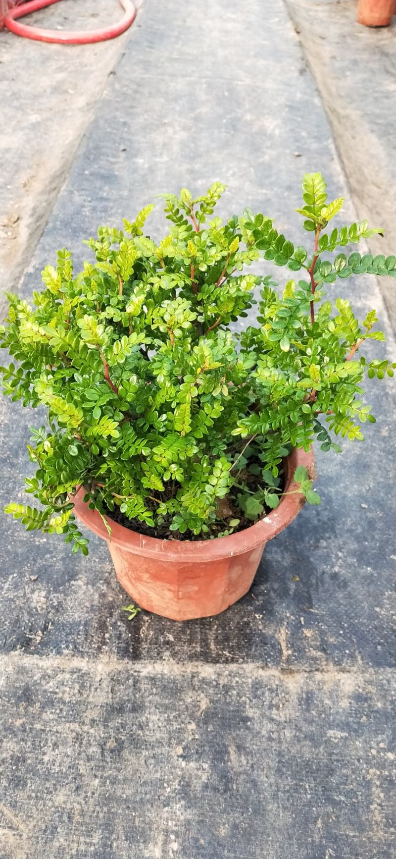驱蚊驱虫清香木盆栽绿植植物室内四季常青净化空气盆景驱蚊草