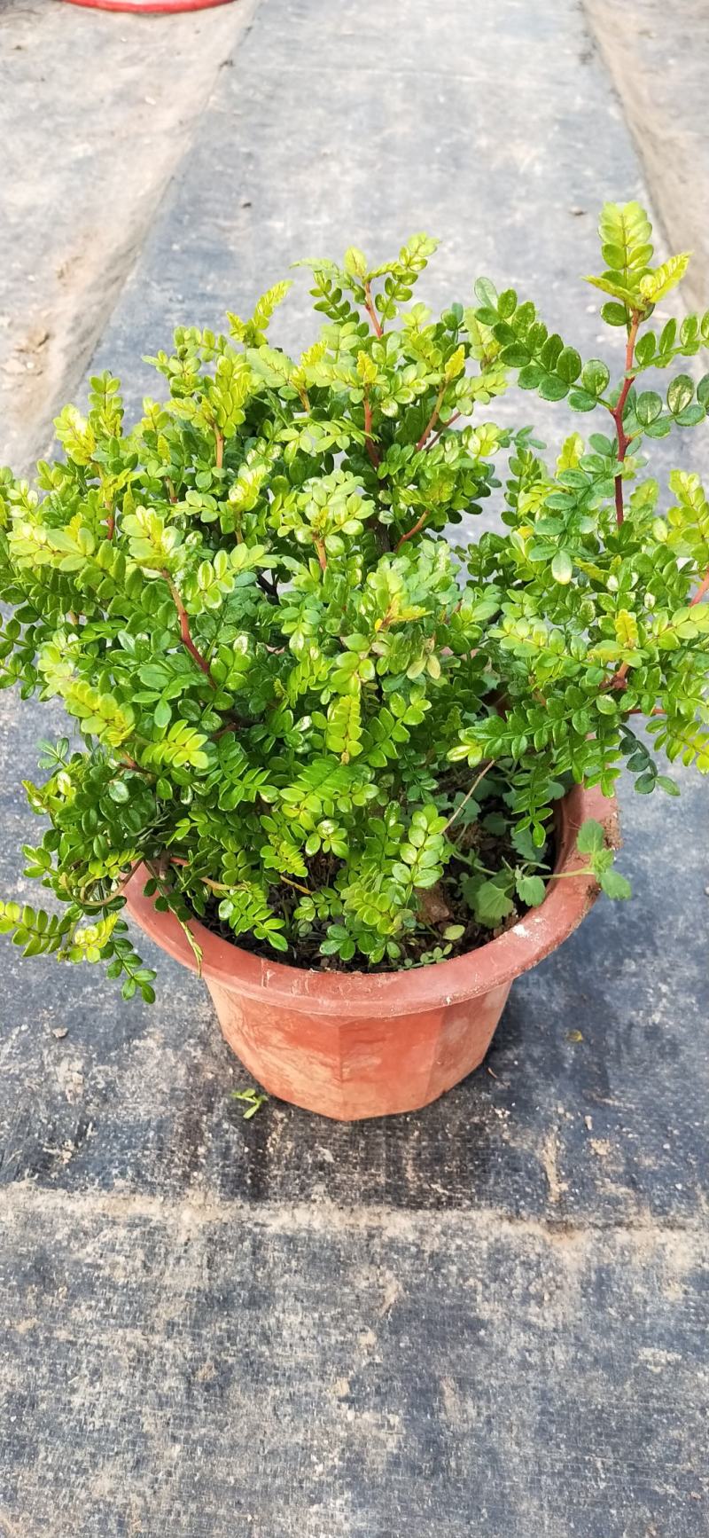 驱蚊驱虫清香木盆栽绿植植物室内四季常青净化空气盆景驱蚊草
