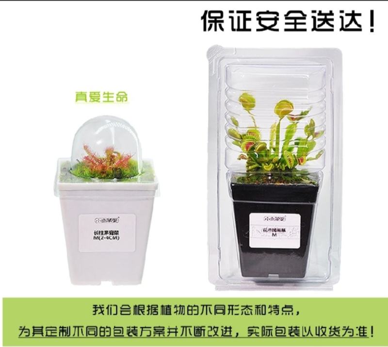 捕蝇草猪笼草食虫草食人花驱蚊草捕蚊草食蚊草超大捕虫草趣味