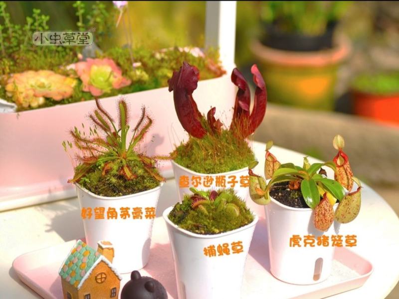 捕蝇草猪笼草食虫草食人花驱蚊草捕蚊草食蚊草超大捕虫草趣味