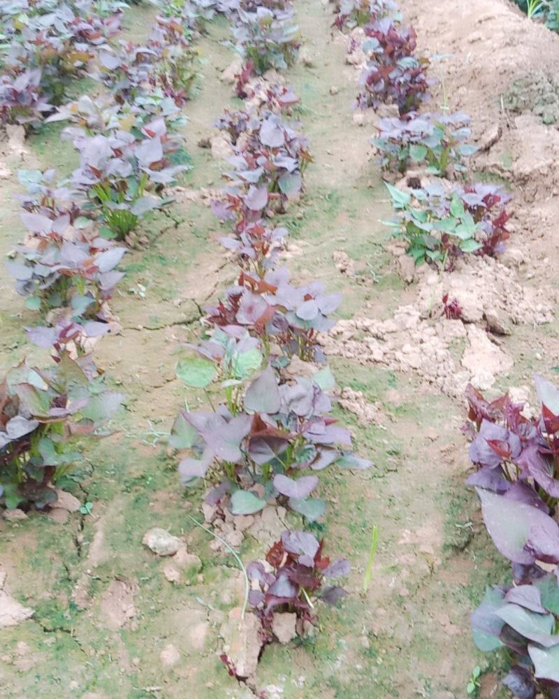 西瓜红脱毒红薯苗基地单垄单行苗子粗壮