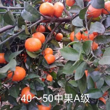 广西平南县广鲜果业沙糖桔40起大量上市欢迎咨询