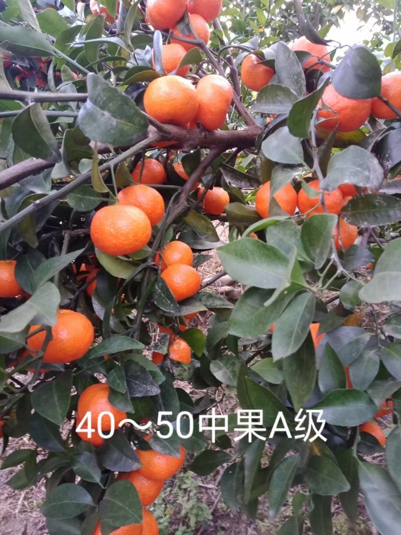 广西平南县广鲜果业沙糖桔40起大量上市欢迎咨询