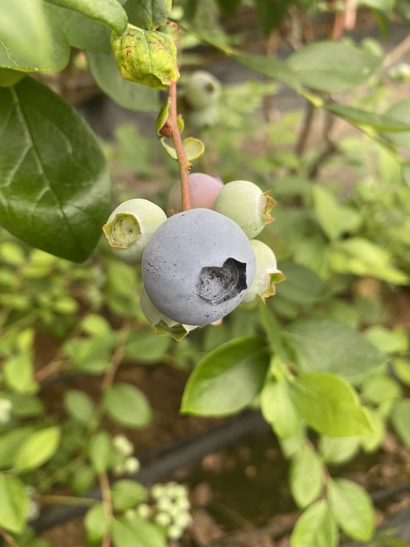 【官方推荐】头茬鲜果蓝莓，一手货源产产地直发，欢迎来电